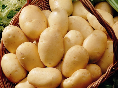   семе картофи Фрисландер